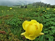 72 Trollius europaeus (Botton d'oro) rientrando al parcheggio d'Alpe Arera